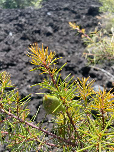 Hakea sericea observed 2026-10-24