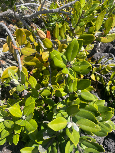 Metrosideros excelsa observed 2026-10-24