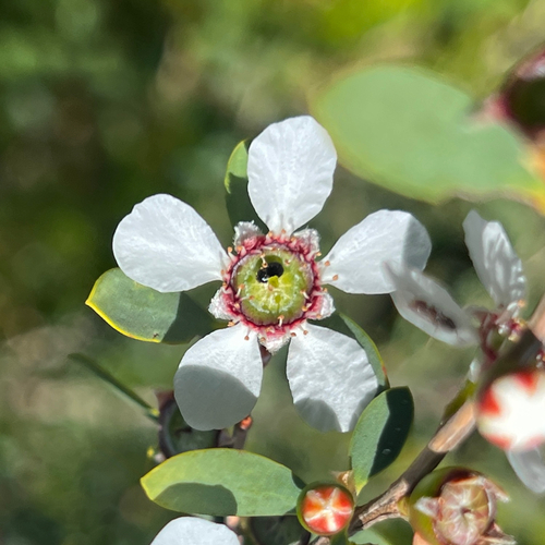 Leptospermum laevigatum observed 2026-10-24