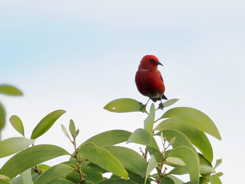 Himatione sanguinea, 2026-10-23
