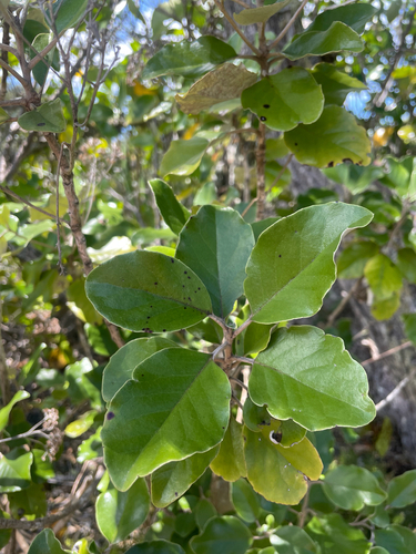 Olearia furfuracea observed 2026-10-24