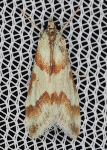 Rufous-banded Crambid Moth