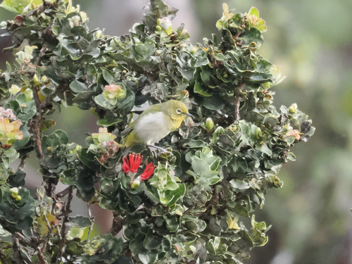 Zosterops japonicus observed 2026-10-23