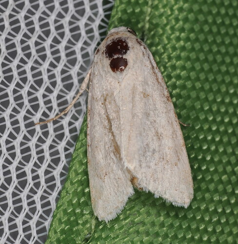 Leucocnemis perfundis