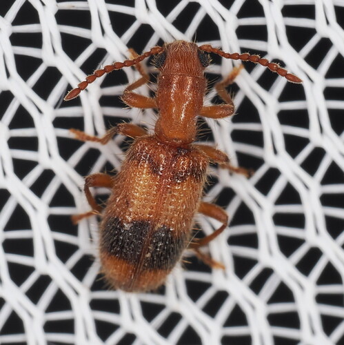 Cymatodera