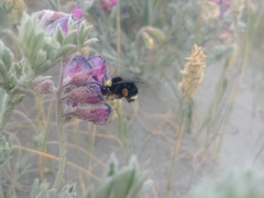 Bombus caliginosus