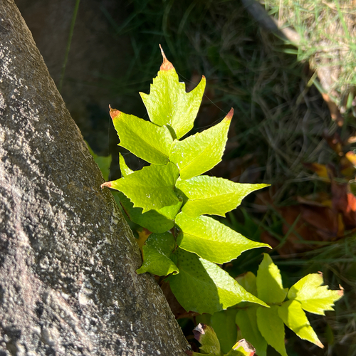 Cyrtomium falcatum observed 2026-10-24