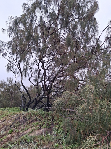 Casuarina equisetifolia observed 2026-10-24