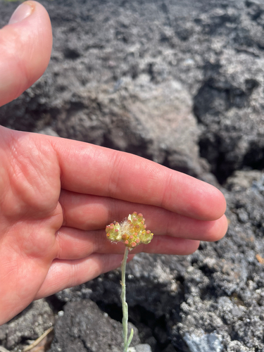 Helichrysum luteoalbum observed 2026-10-24