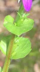 Triodanis lamprosperma