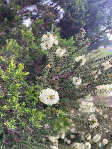 Melaleuca squarrosa observed 2026-10-24