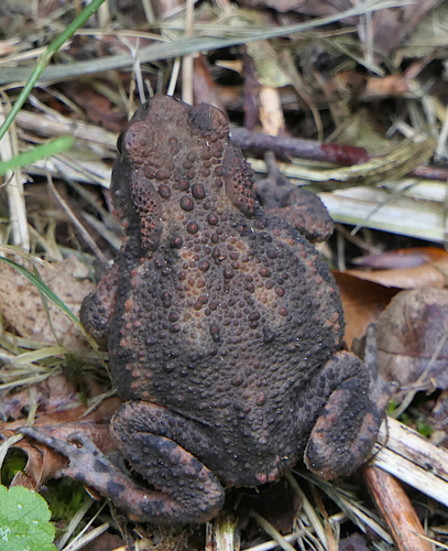 European Toad photograph by the iNaturalist community