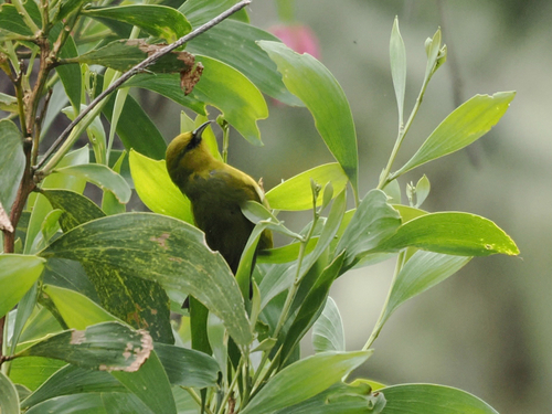 Chlorodrepanis virens observed 2026-10-23