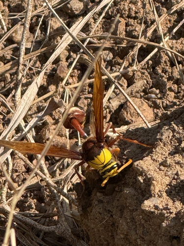 Delta pyriformis, 2026-10-24