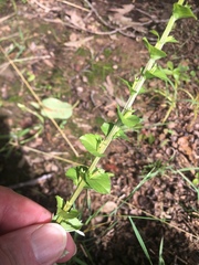 Triodanis lamprosperma