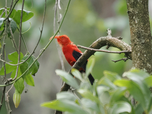 Vestiaria coccinea observed 2026-10-23