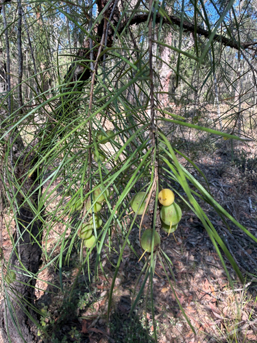 Persoonia linearis observed 2026-10-24