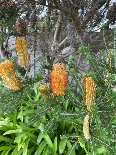 Banksia ericifolia observed 2026-10-24