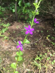 Triodanis lamprosperma