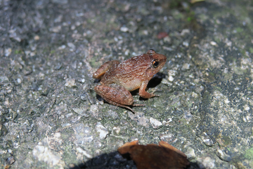 Limnonectes plicatellus observed 2026-10-22