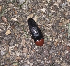 Ampedus rubricollis