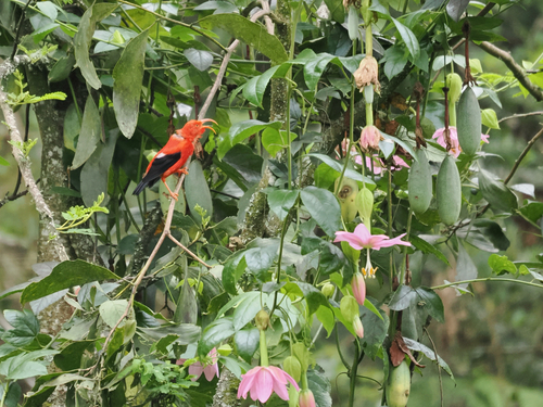 Vestiaria coccinea observed 2026-10-23