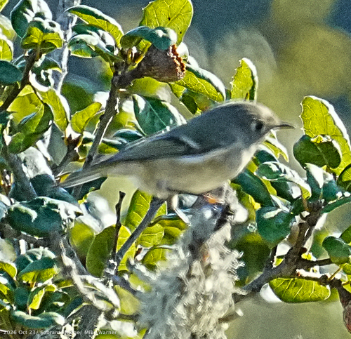 Ruby-crowned Kinglet photograph by the iNaturalist community