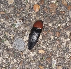 Ampedus rubricollis