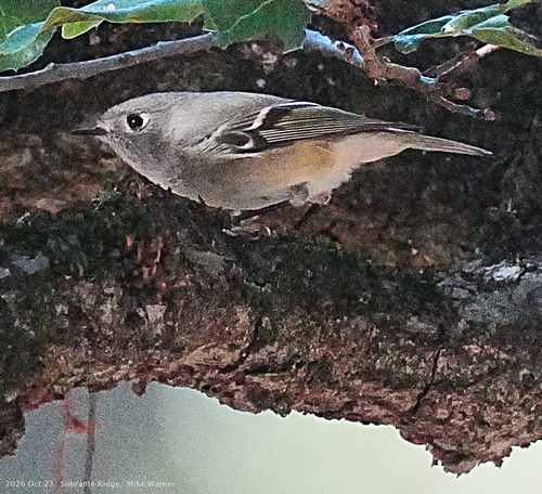 Ruby-crowned Kinglet photograph by the iNaturalist community