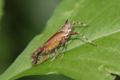 Orthopagus splendens