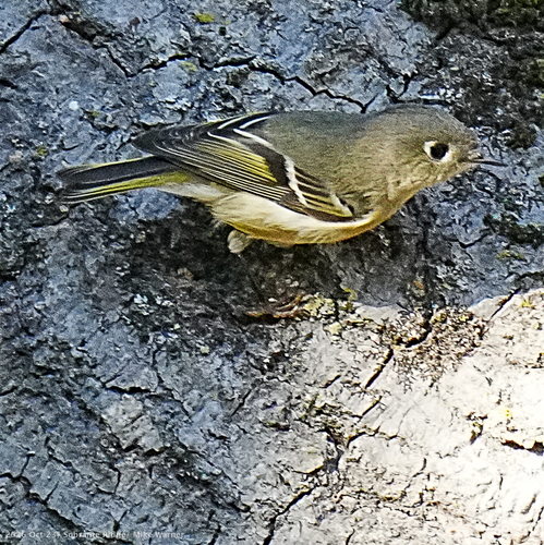 Ruby-crowned Kinglet photograph by the iNaturalist community