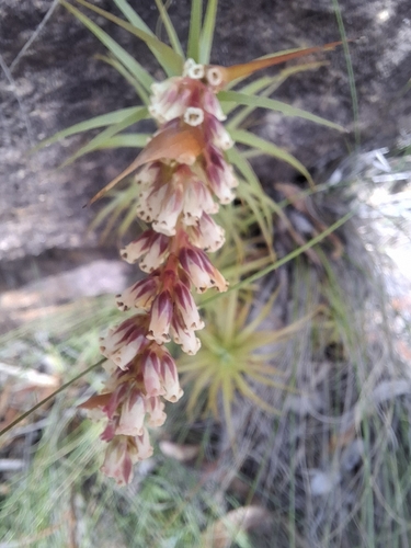 Dracophyllum secundum observed 2026-10-24