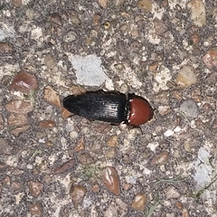 Ampedus rubricollis