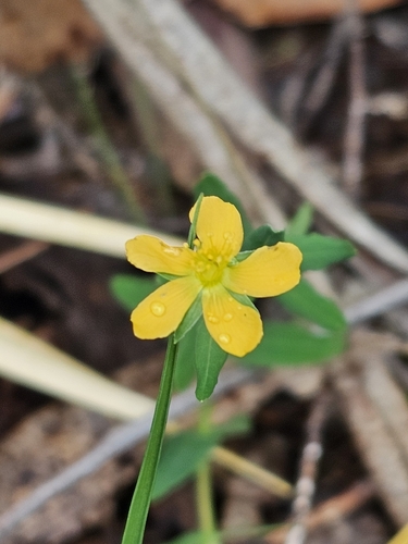 Hypericum gramineum observed 2026-10-24