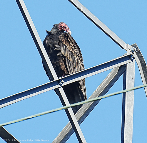 Turkey Vulture photograph by the iNaturalist community