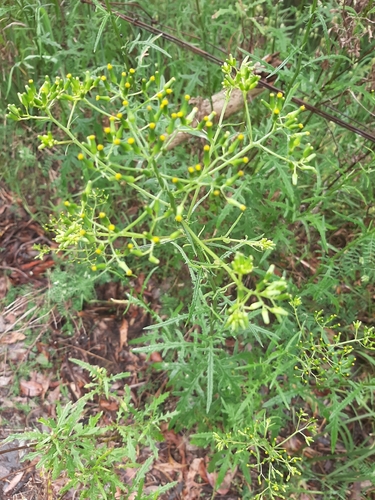 Senecio hispidulus observed 2026-10-24
