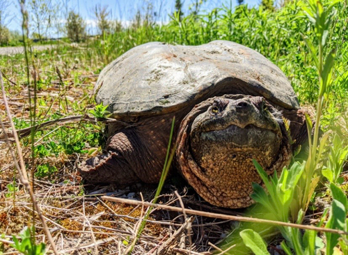 Common Snapping Turtle photograph by the iNaturalist community