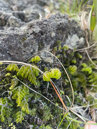 Hymenophyllum polyanthos observed 2026-10-24