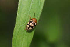 Cryptocephalus luteosignatus