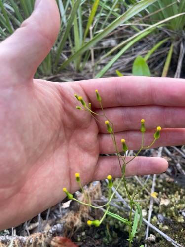 Senecio hispidulus observed 2026-10-24