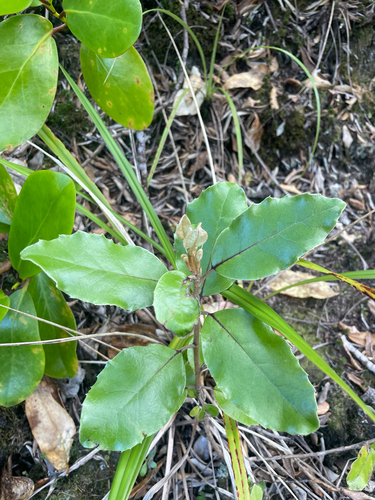 Olearia furfuracea observed 2026-10-24