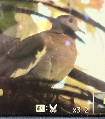 White-winged Dove photograph by the iNaturalist community