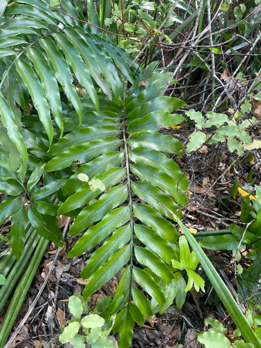 Asplenium oblongifolium observed 2026-10-24
