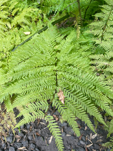 Pteris tremula observed 2026-10-24