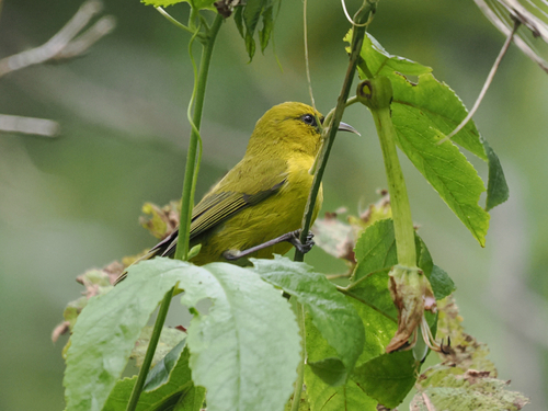 Chlorodrepanis virens observed 2026-10-23