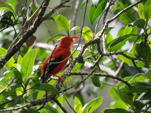 Vestiaria coccinea observed 2026-10-23