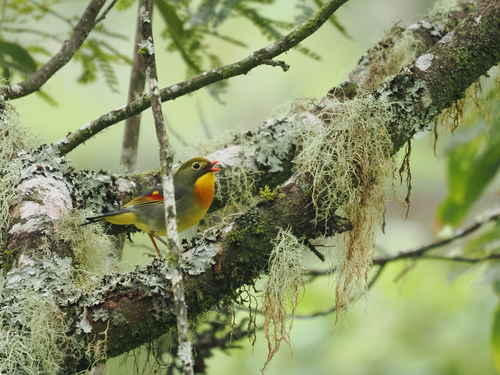 Leiothrix lutea observed 2026-10-23