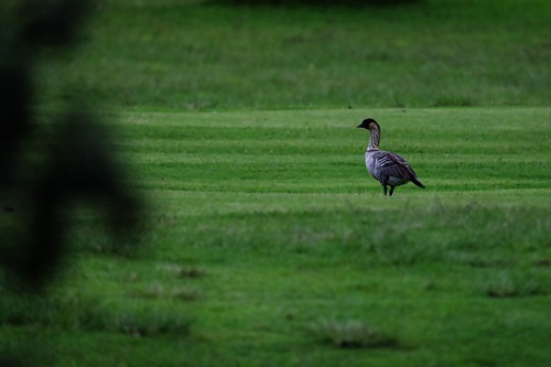 Branta sandvicensis observed 2026-10-22