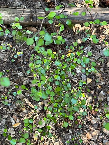 Corokia cotoneaster observed 2026-10-24