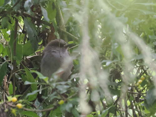 Myadestes obscurus observed 2026-10-23
